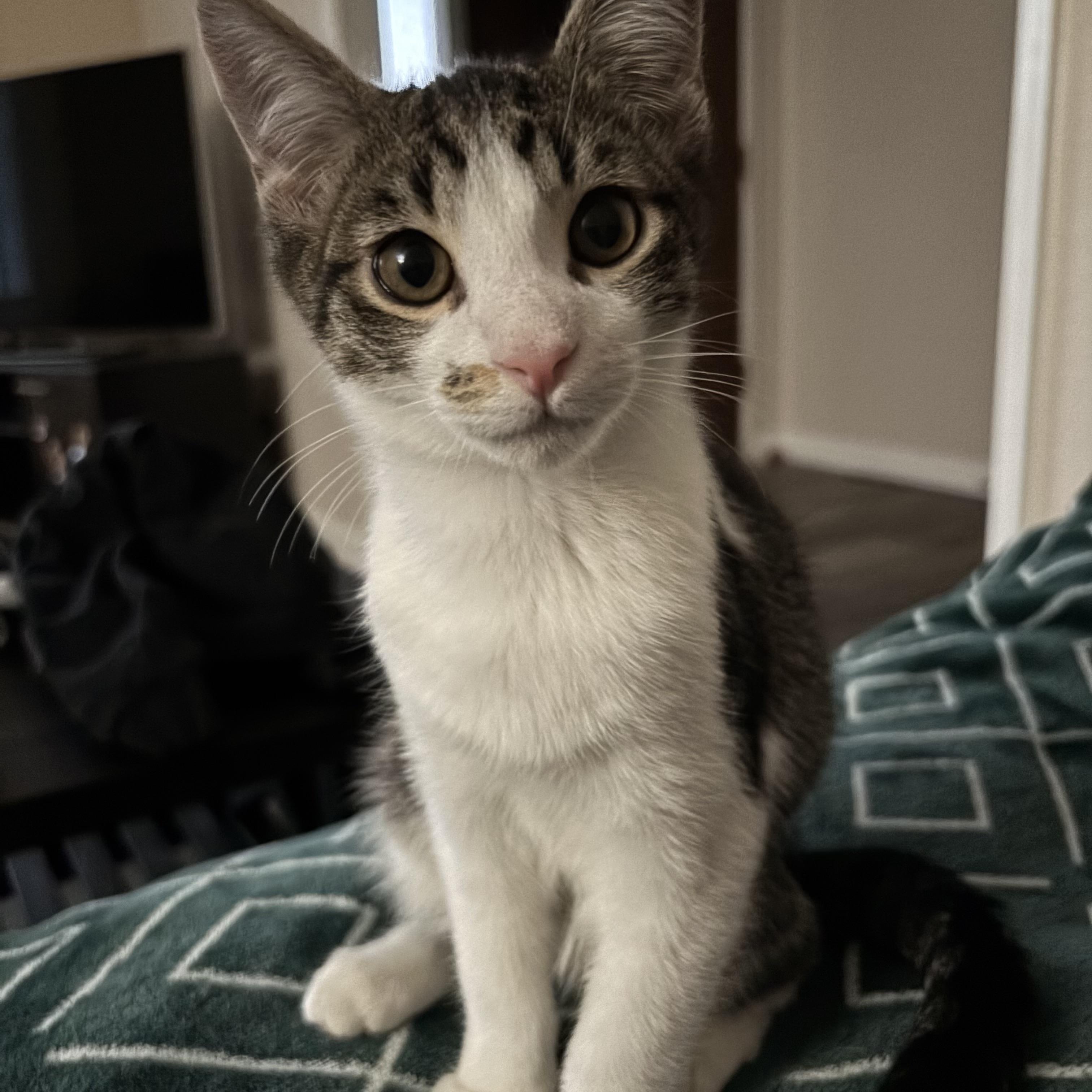 Leo and Dolly (bonded pair), Adoptable, Kitten Male Domestic Short Hair.