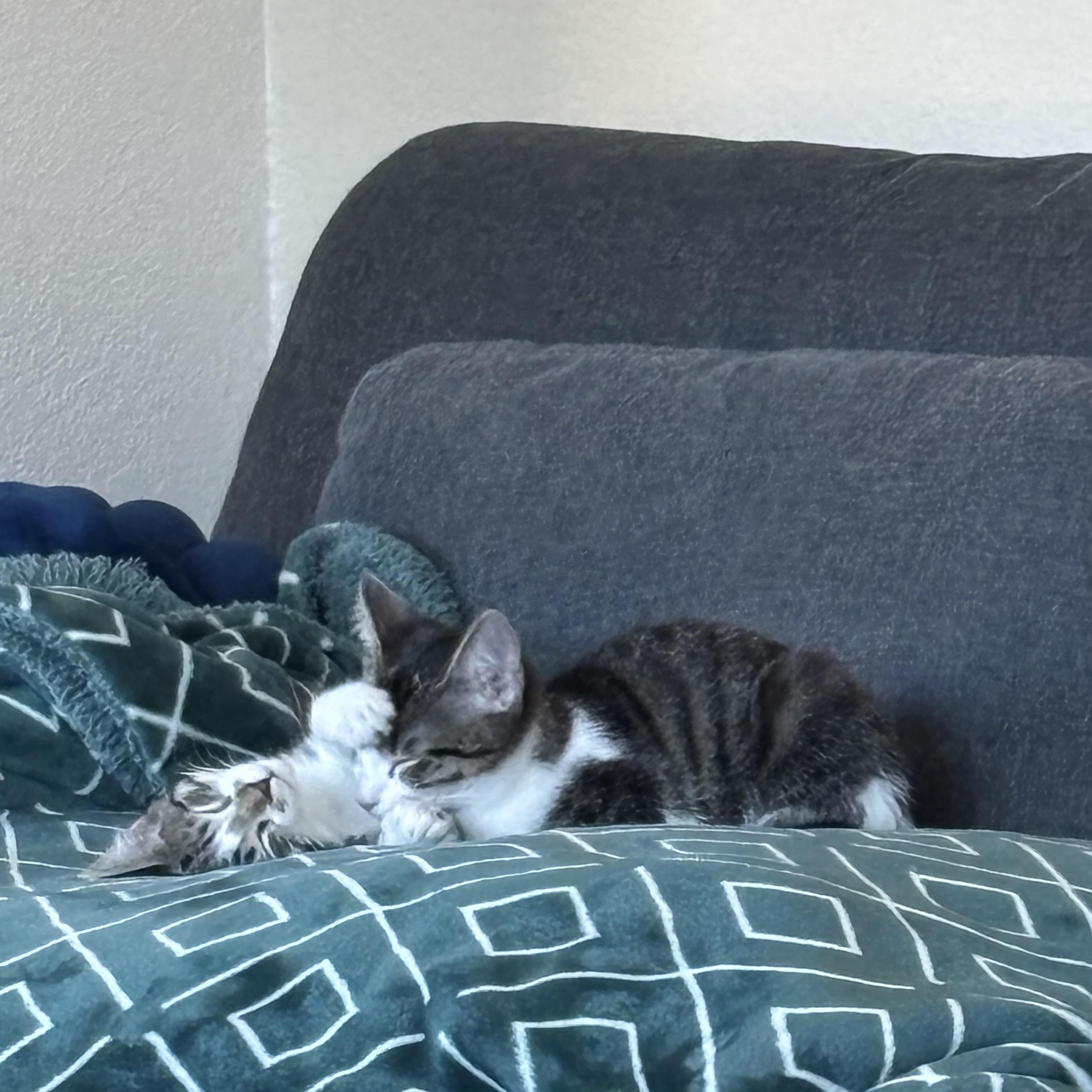 Enlarge Leo and Dolly (bonded pair), a Adoptable Domestic Short Hair in Sacramento, CA image 5/5
