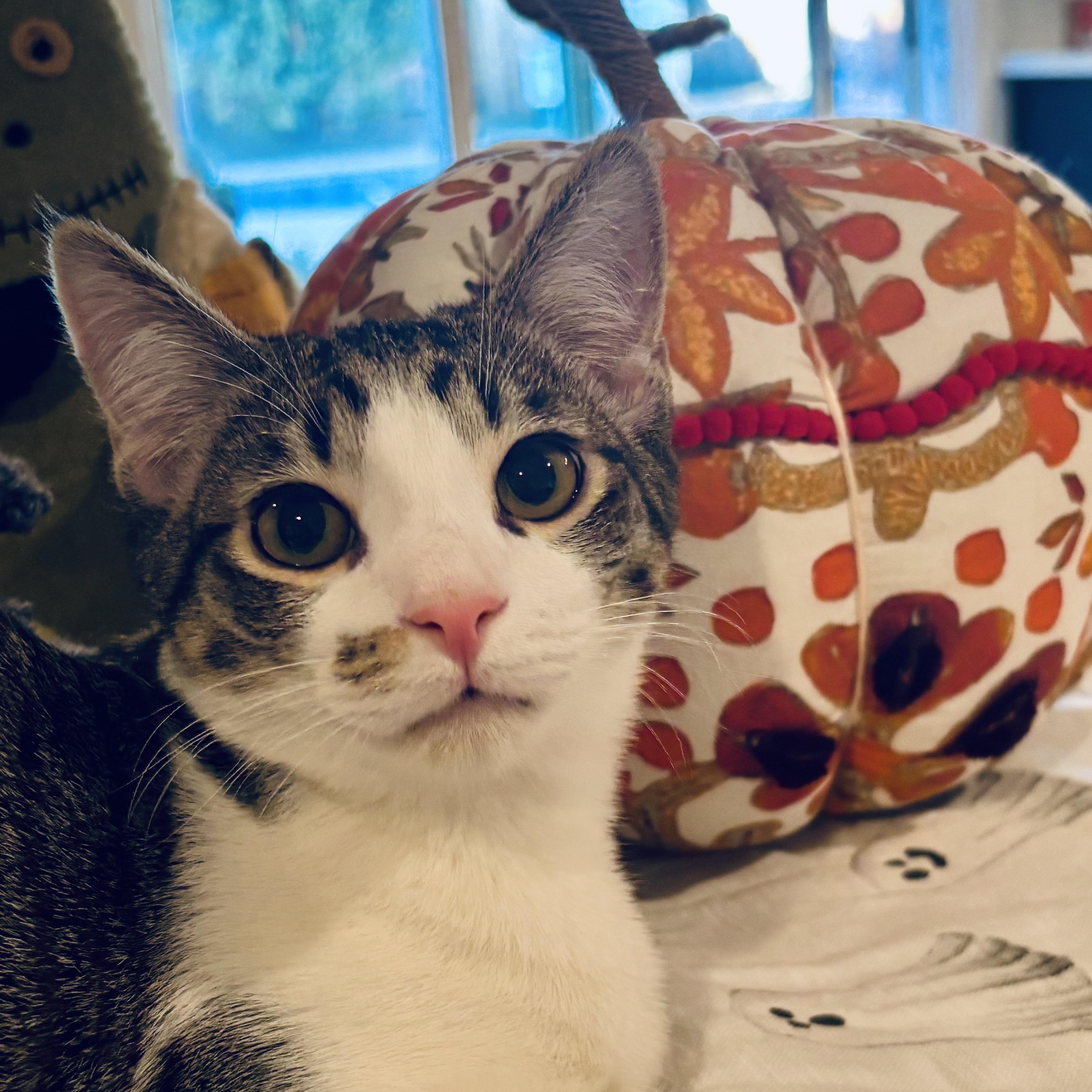 Enlarge Leo and Dolly (bonded pair), a Adoptable Domestic Short Hair in Sacramento, CA image 2/6