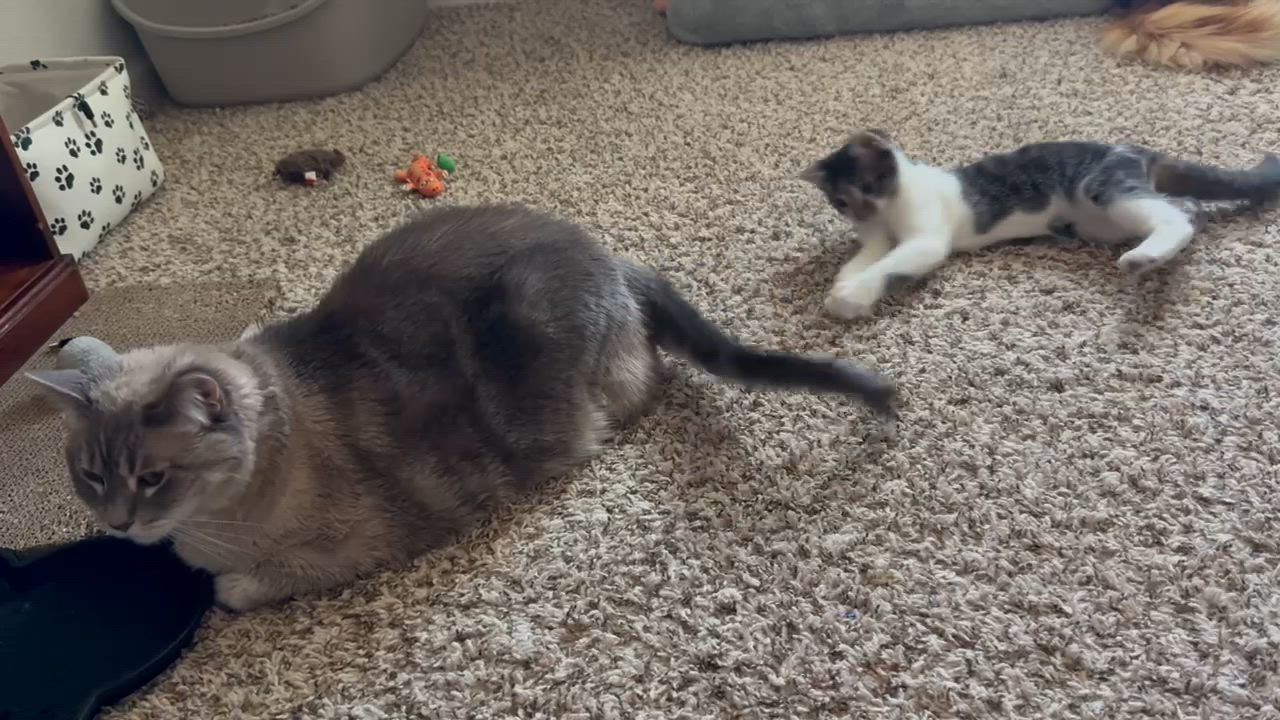 Enlarge Leo and Dolly (bonded pair), a Adoptable Domestic Short Hair in Sacramento, CA video 4/5