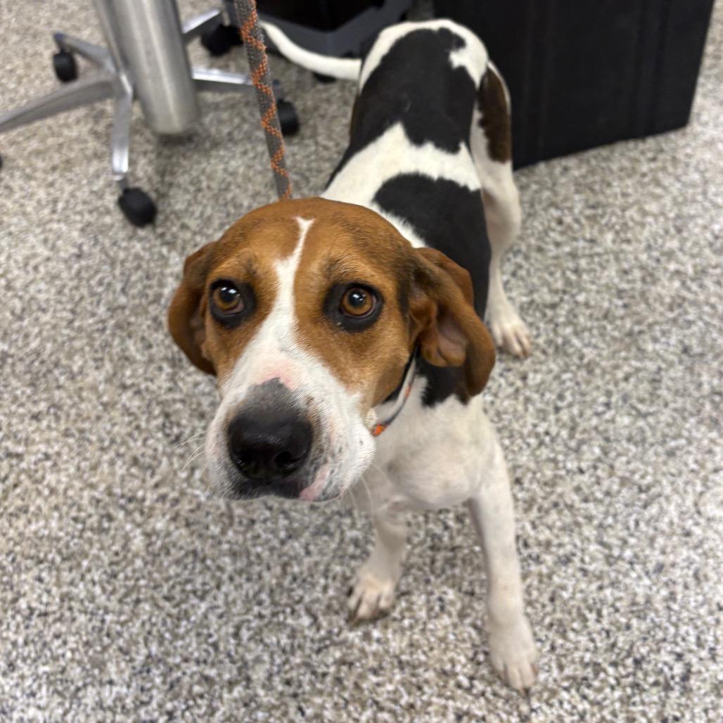 Enlarge Hizzie, a Adoptable Foxhound in Morganton, NC image 1/1