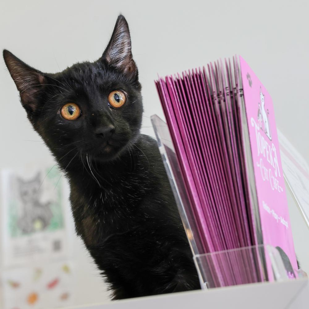 Enlarge **Cat Cafe** Bittersuite, a Adoptable Domestic Short Hair in Topeka, KS image 2/3