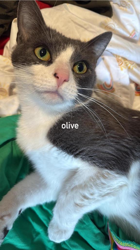 Enlarge Olive, a Adoptable Tuxedo in Windsor, CT image 1/1
