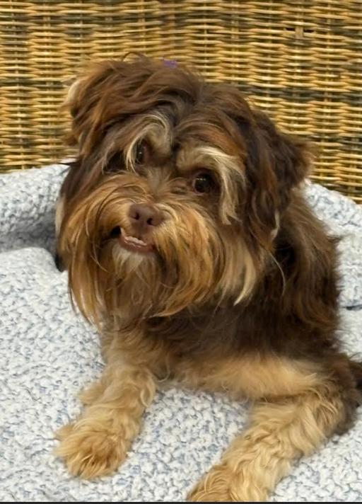 Enlarge Bryce in TX, a Adoptable Yorkshire Terrier in Cranston, RI image 1/1