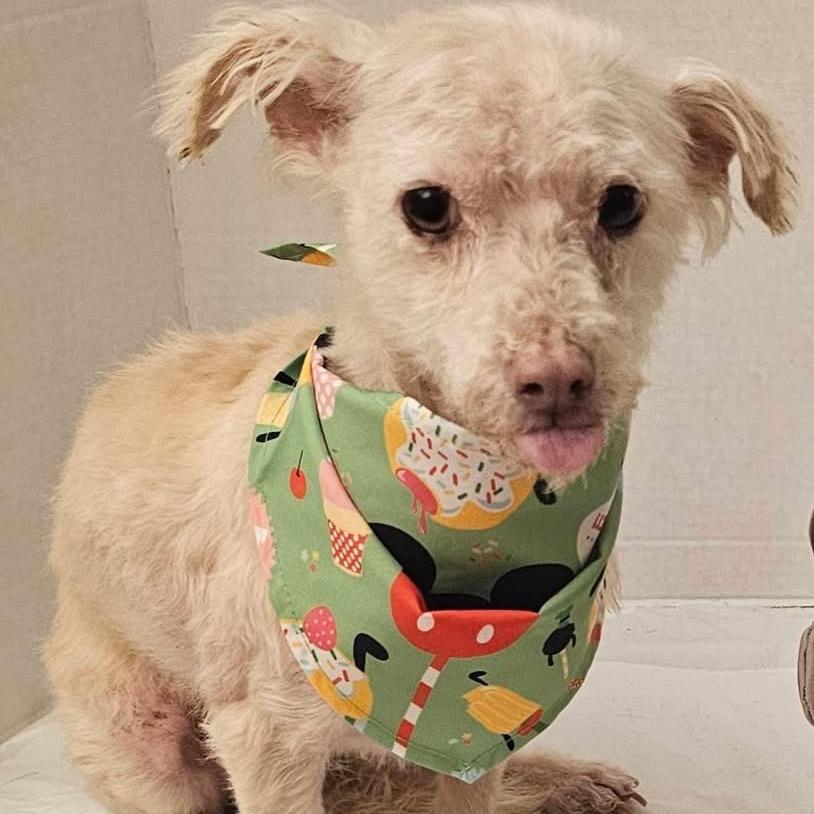 Enlarge Kaiden (Dallas), a Adoptable mixed breed in Murphy, TX image 3/3