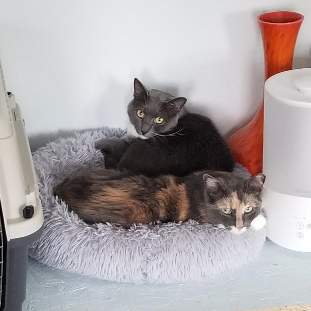 Enlarge Archie, a Adoptable mixed breed in Columbia, MD image 1/4