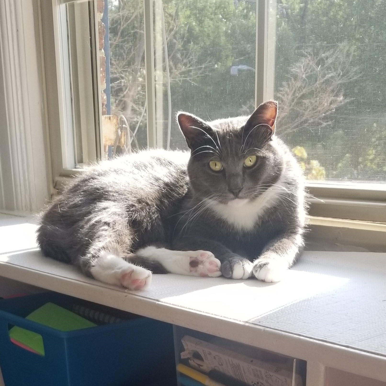 Enlarge Archie, a Adoptable mixed breed in Columbia, MD image 2/4