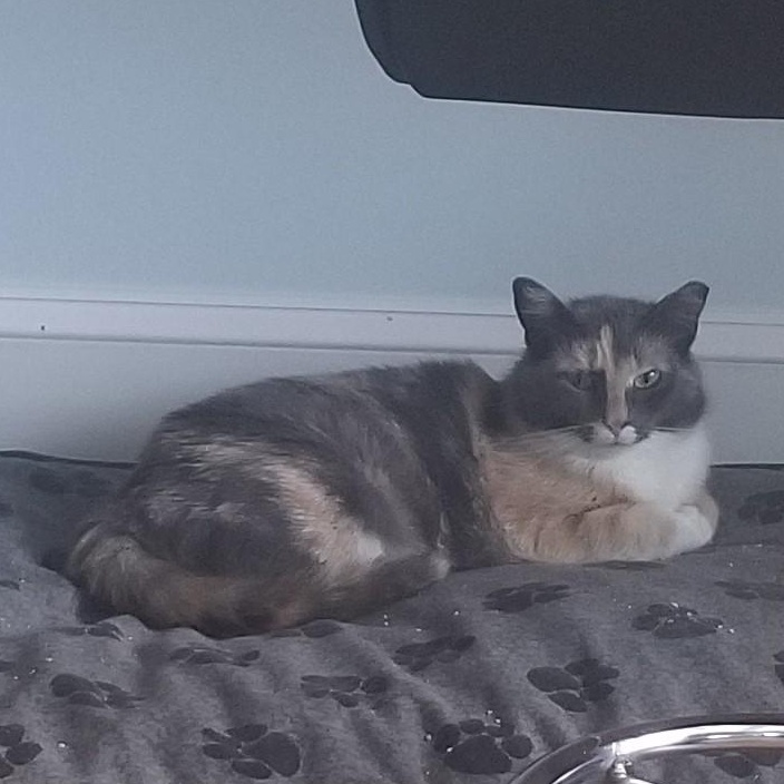 Enlarge Archie, a Adoptable mixed breed in Columbia, MD image 3/4