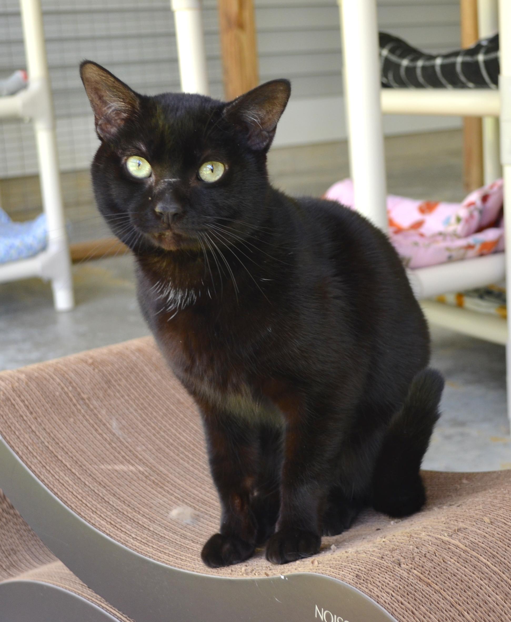 Nike, a ADOPTABLE Domestic Short Hair in Westbrook, CT image 4/5