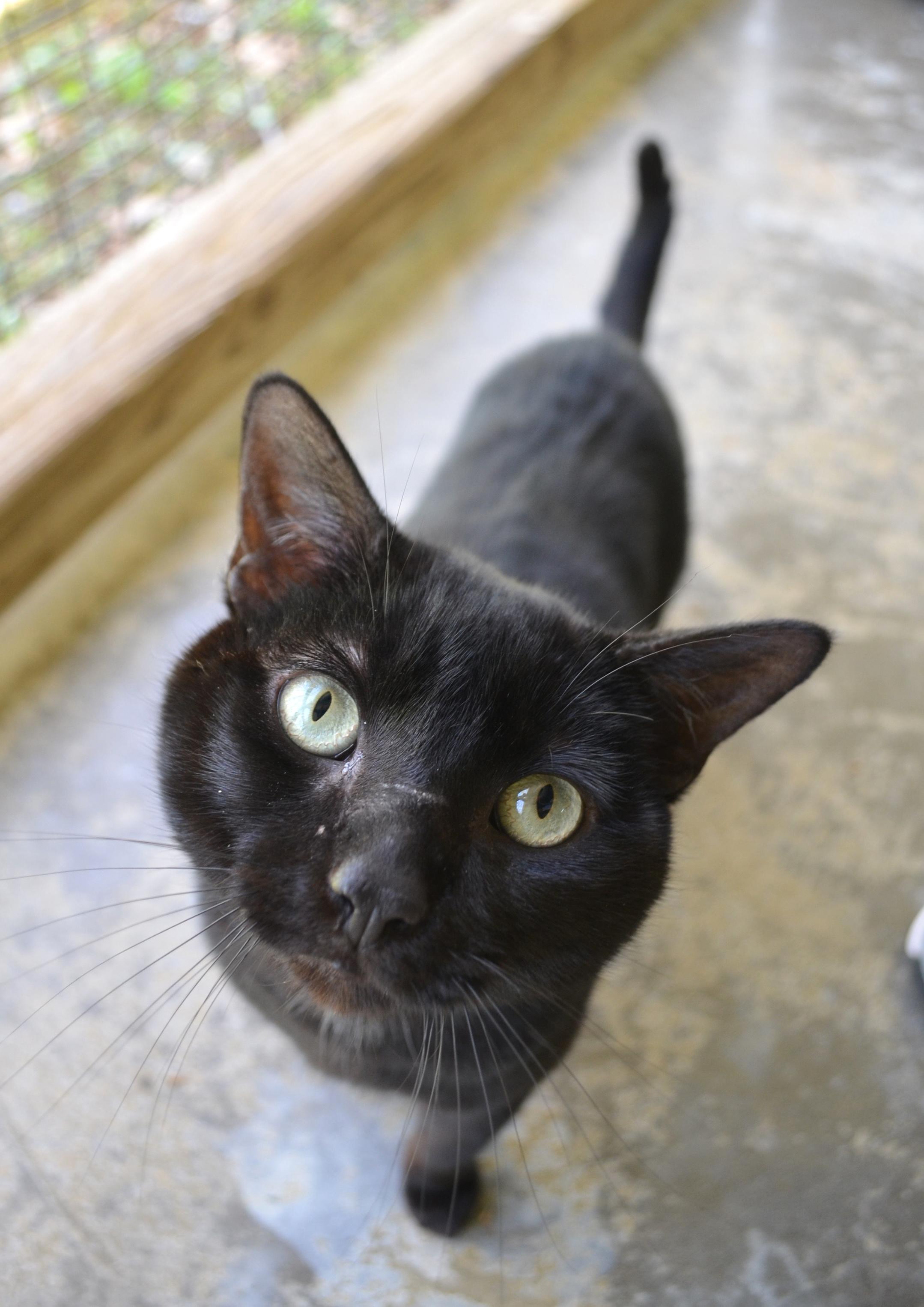 Nike, ADOPTABLE, Young Male Domestic Short Hair.