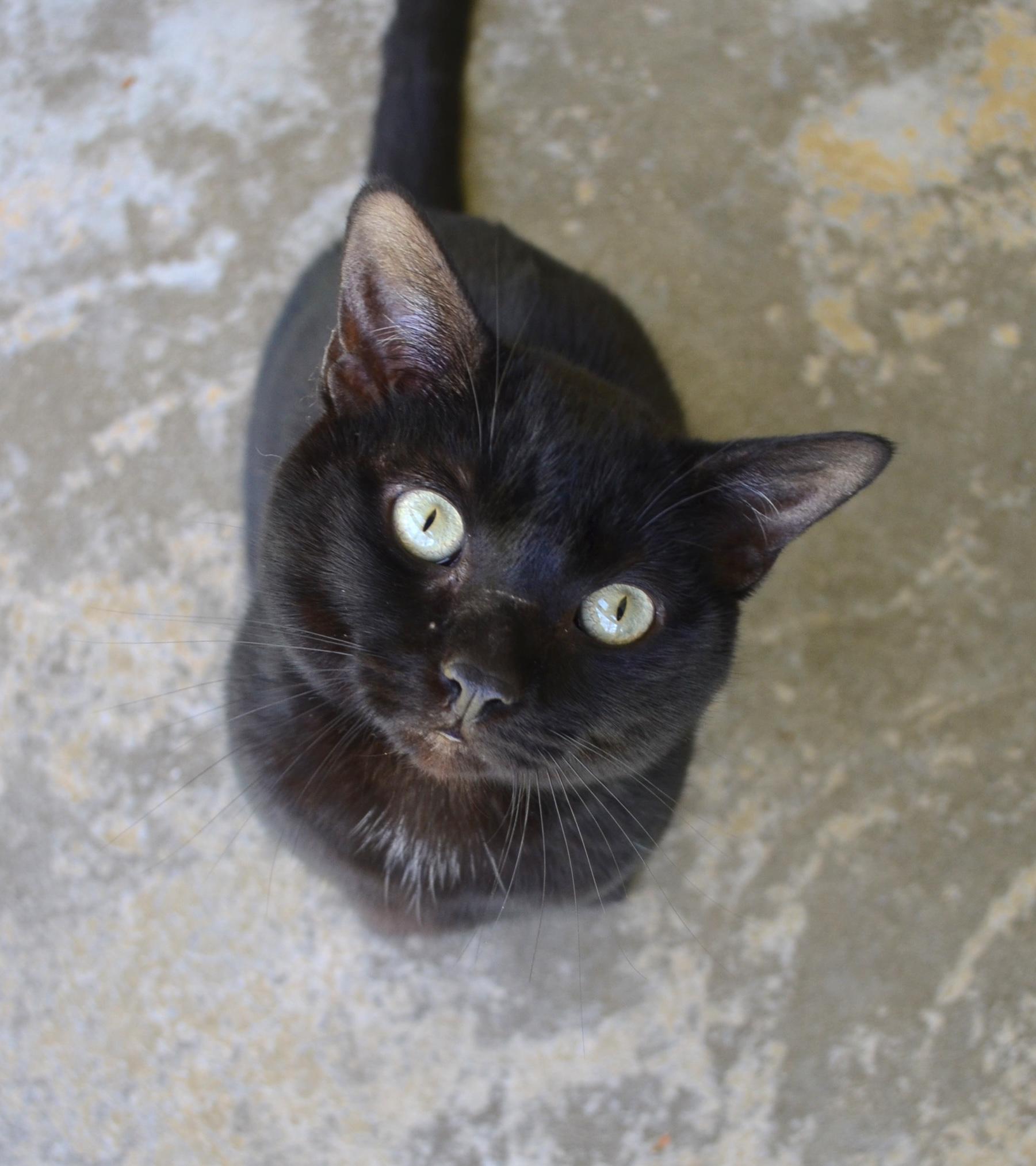 Nike, a ADOPTABLE Domestic Short Hair in Westbrook, CT image 2/5