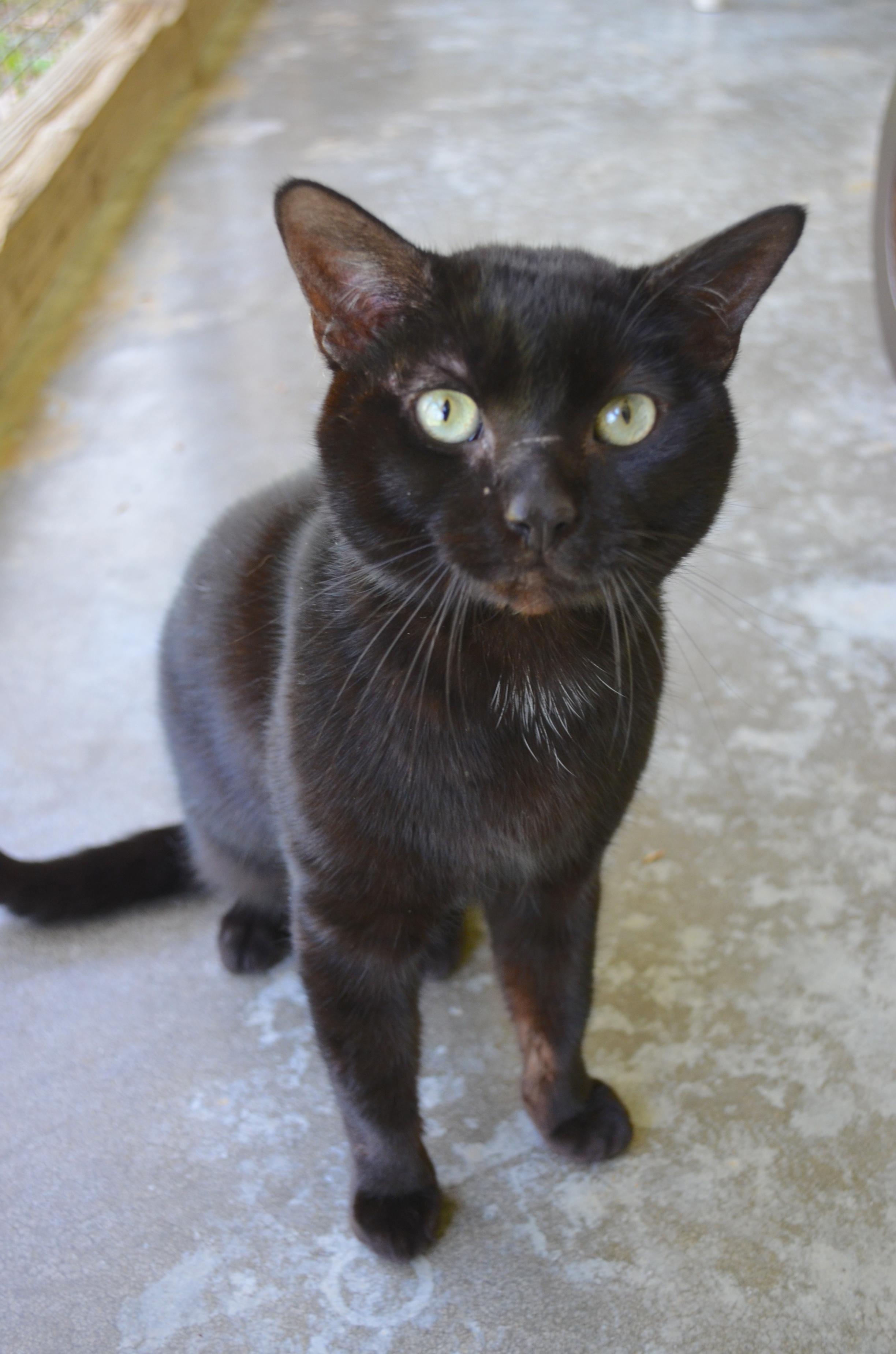 Nike, a ADOPTABLE Domestic Short Hair in Westbrook, CT image 3/5