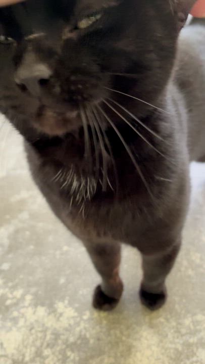 Enlarge Nike, a ADOPTABLE Domestic Short Hair in Westbrook, CT video 5/5