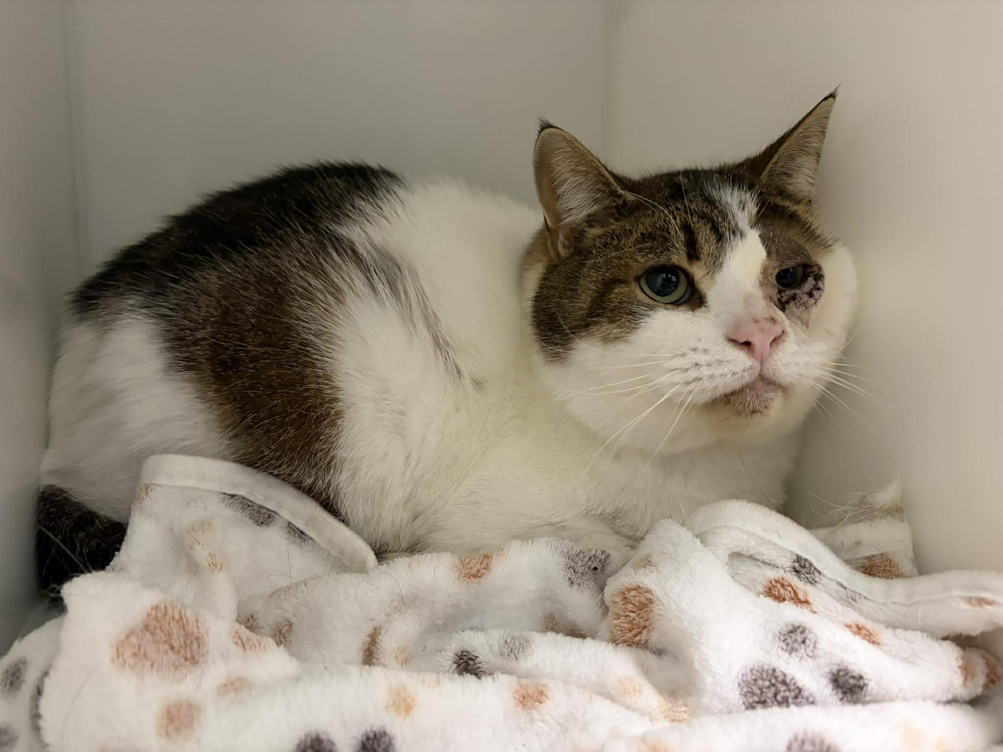 Milou, ADOPTABLE, Adult Male Domestic Short Hair.