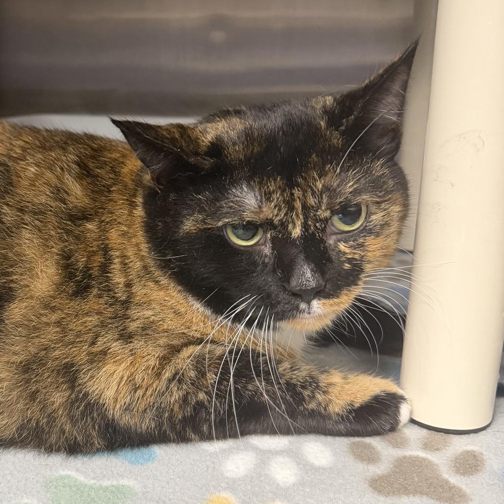 Enlarge Pearl, a Adoptable Domestic Short Hair in Marion, VA image 1/1
