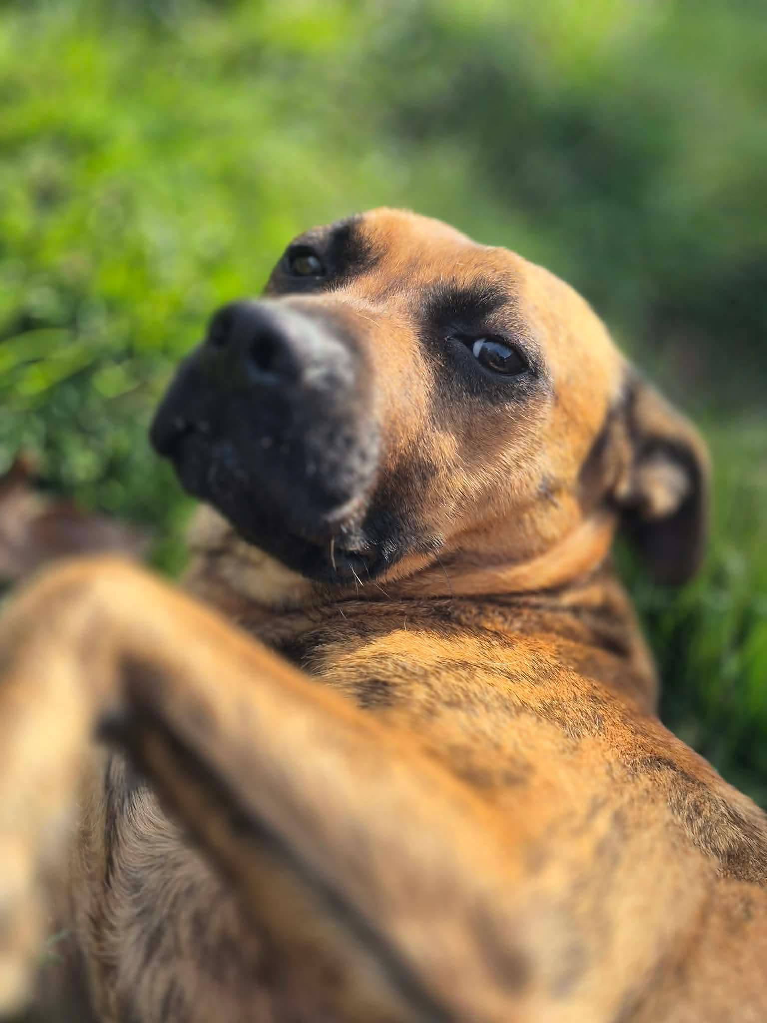 Enlarge Sybil, a Adoptable mixed breed in Dover, AR image 1/6