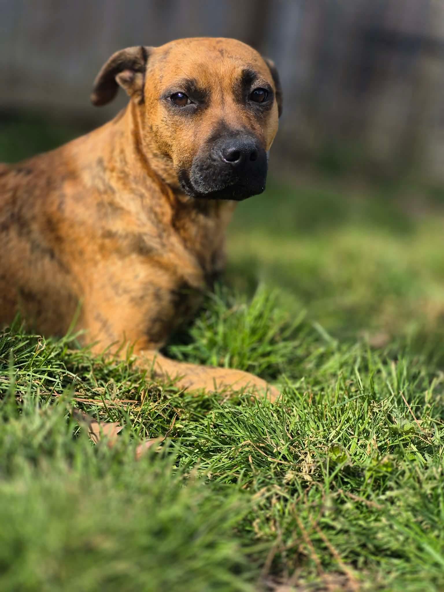 Enlarge Sybil, a Adoptable mixed breed in Dover, AR image 2/6