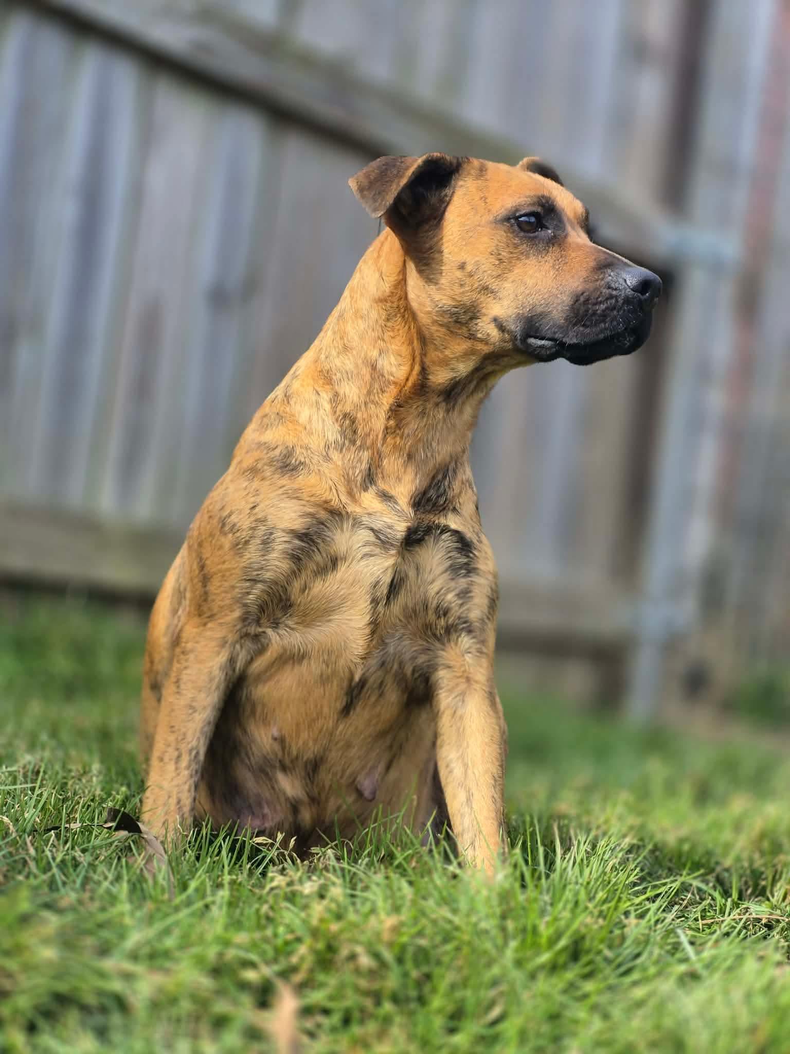 Enlarge Sybil, a Adoptable mixed breed in Dover, AR image 3/6