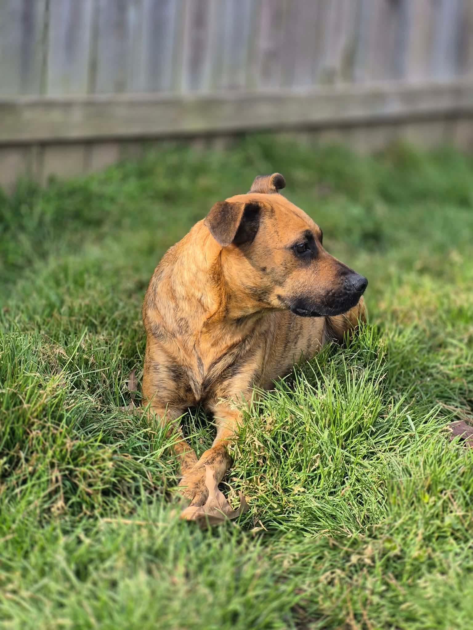 Enlarge Sybil, a Adoptable mixed breed in Dover, AR image 4/6