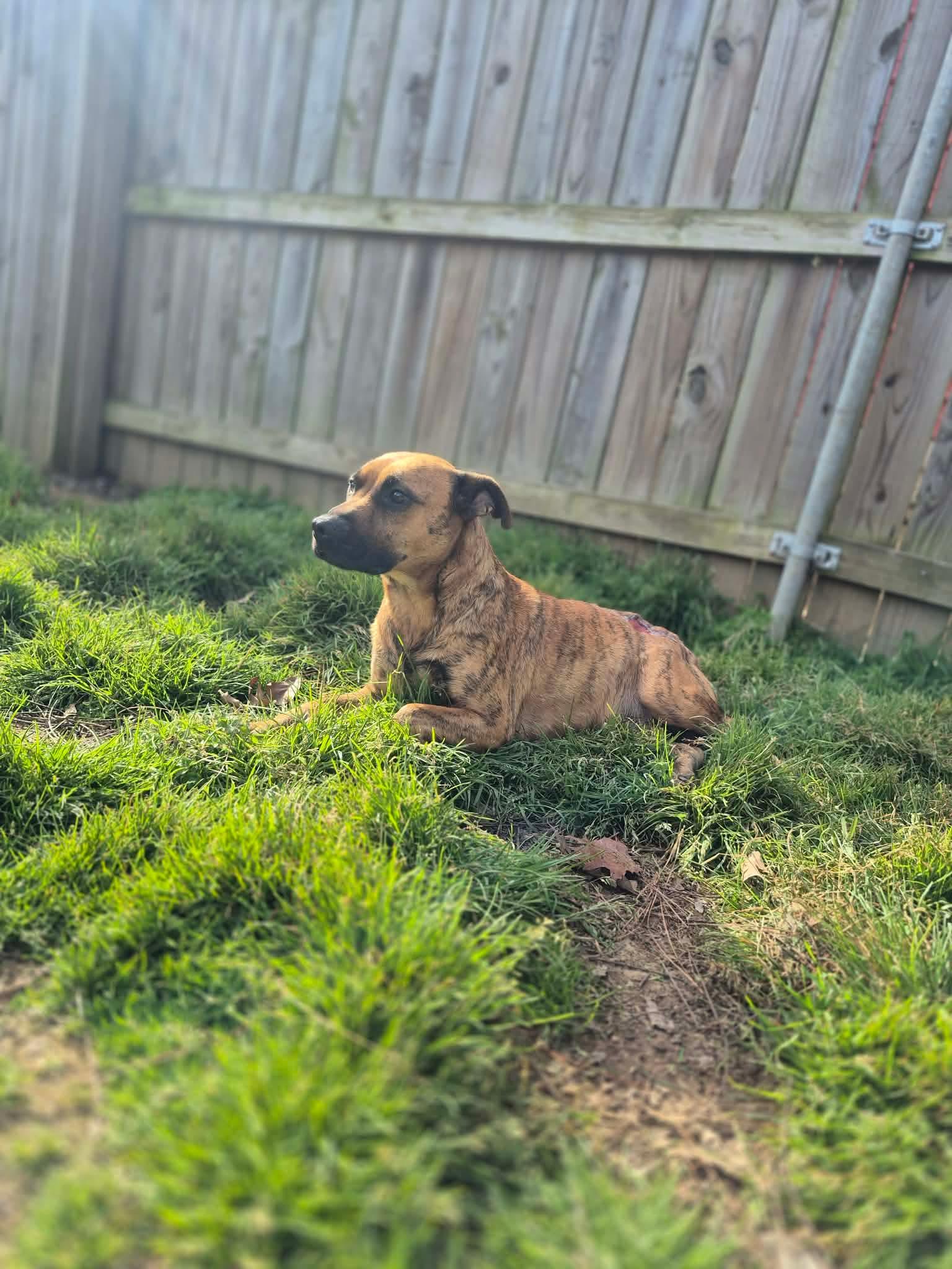 Enlarge Sybil, a Adoptable mixed breed in Dover, AR image 5/6