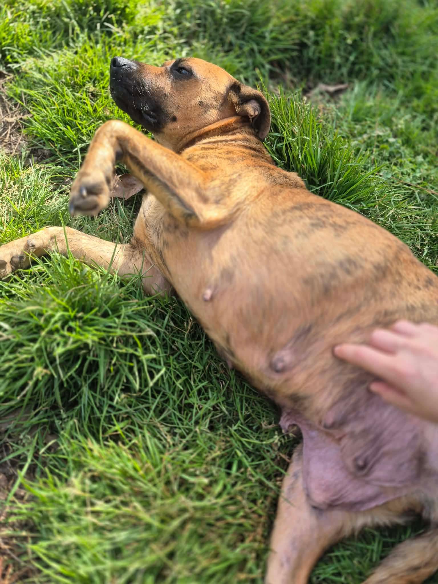 Enlarge Sybil, a Adoptable mixed breed in Dover, AR image 6/6