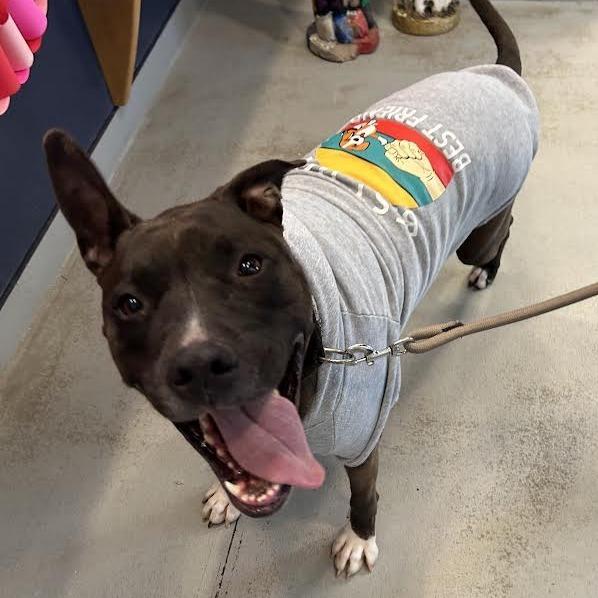 Prince, Adoptable, Adult Male Pit Bull Terrier.