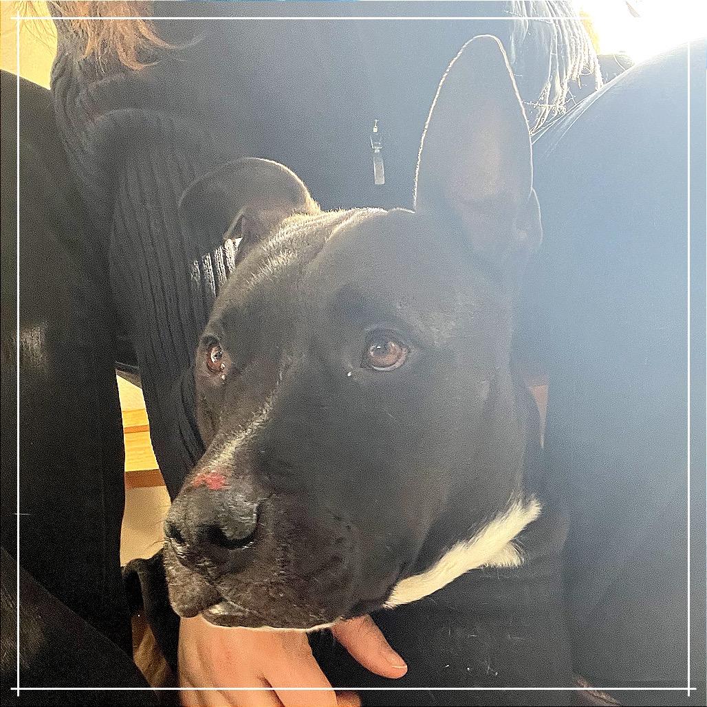 Enlarge Prince, a Adoptable Pit Bull Terrier in Charlottesville, VA image 2/6