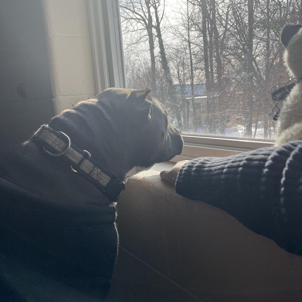 Enlarge Prince, a Adoptable Pit Bull Terrier in Charlottesville, VA image 3/6