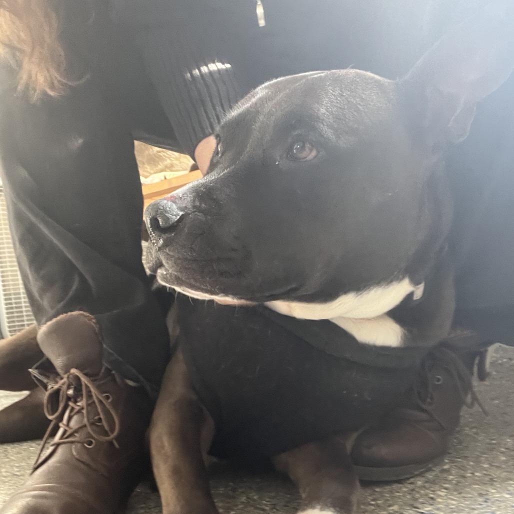 Enlarge Prince, a Adoptable Pit Bull Terrier in Charlottesville, VA image 4/6