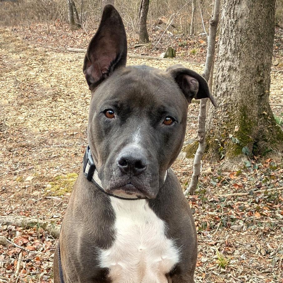 Prince, a Adoptable Pit Bull Terrier in Charlottesville, VA image 4/6