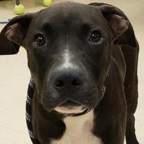 Enlarge Prince, a Adoptable Pit Bull Terrier in Charlottesville, VA image 5/6