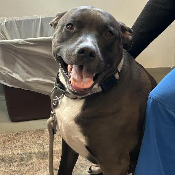 Enlarge Prince, a Adoptable Pit Bull Terrier in Charlottesville, VA image 5/6