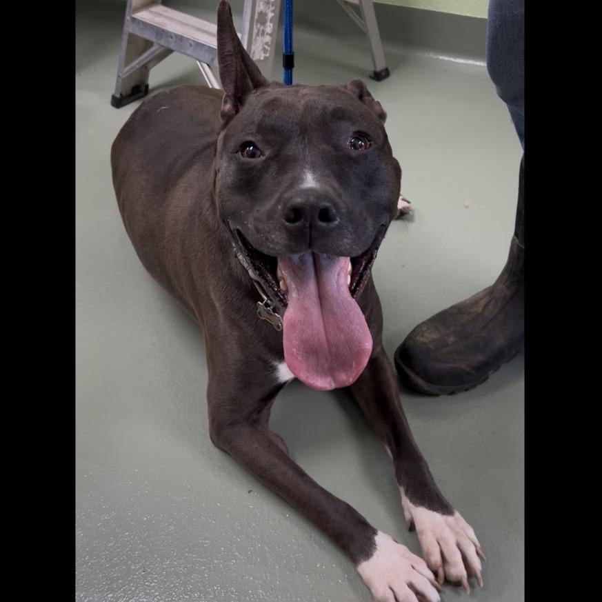 Enlarge Prince, a Adoptable Pit Bull Terrier in Charlottesville, VA image 6/6
