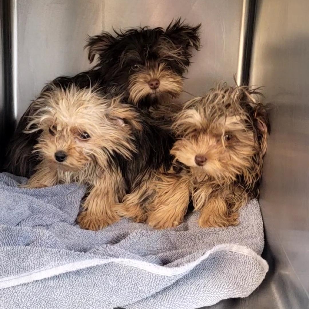 2 female 1 male Merle yorkies , a ADOPTABLE Yorkshire Terrier in Woodsfield, OH image 2/4