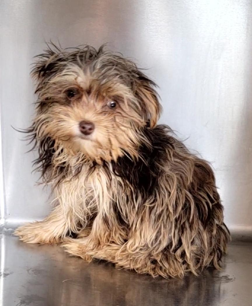 2 female 1 male Merle yorkies , a ADOPTABLE Yorkshire Terrier in Woodsfield, OH image 1/4