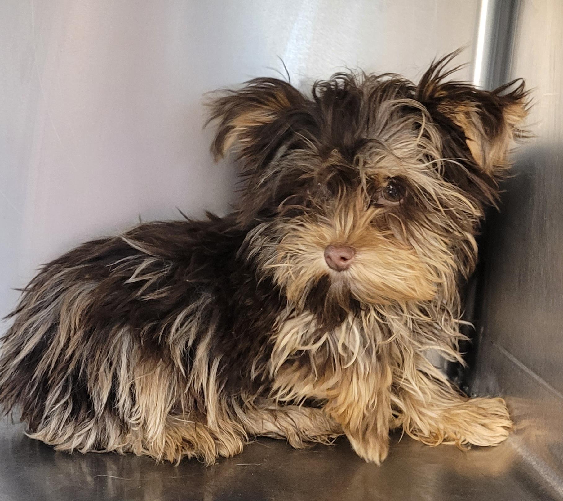 2 female 1 male Merle yorkies , a ADOPTABLE Yorkshire Terrier in Woodsfield, OH image 3/4