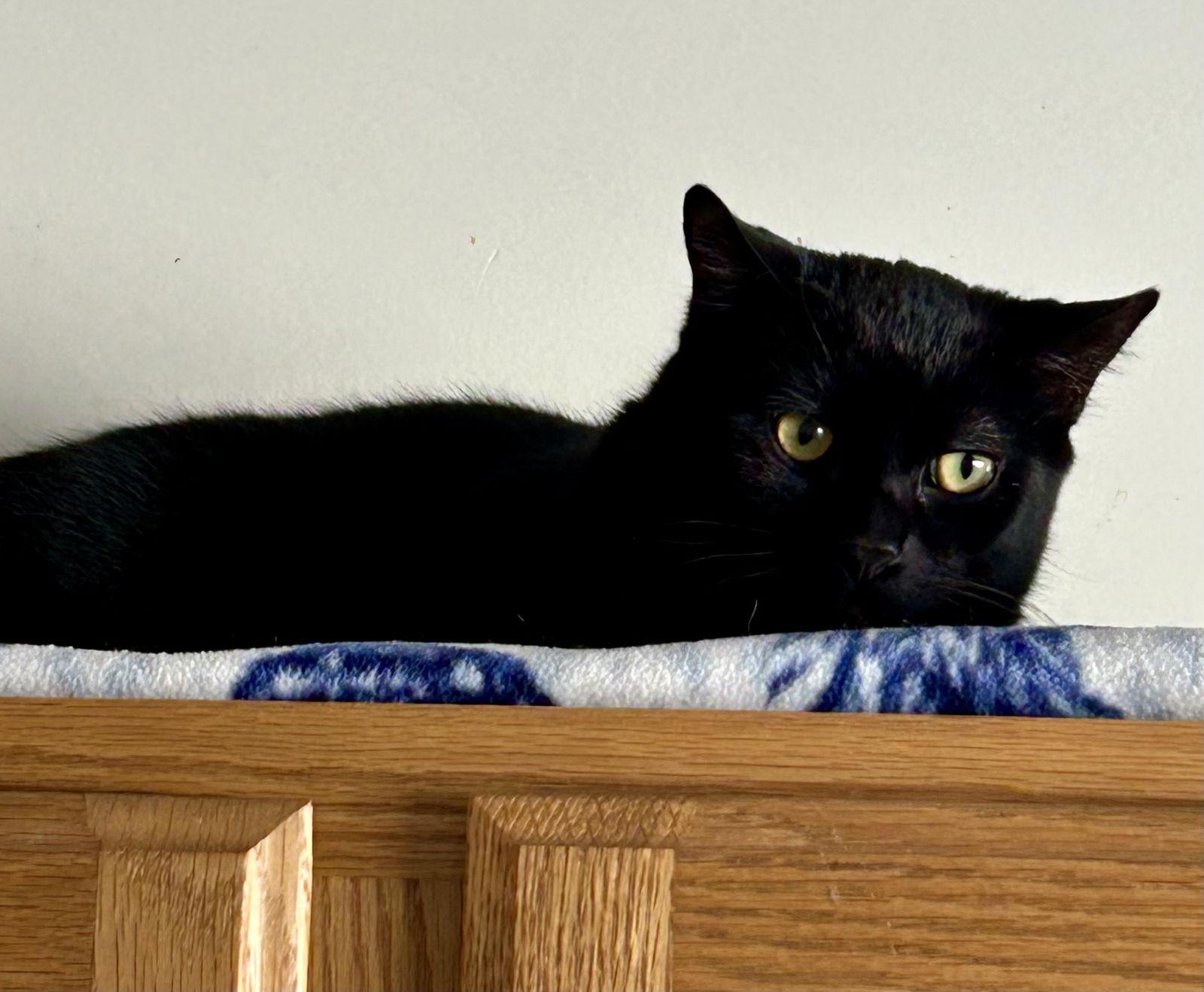 Enlarge Kitten - Licorice, a Adoptable Domestic Short Hair in Emmett, ID image 1/1