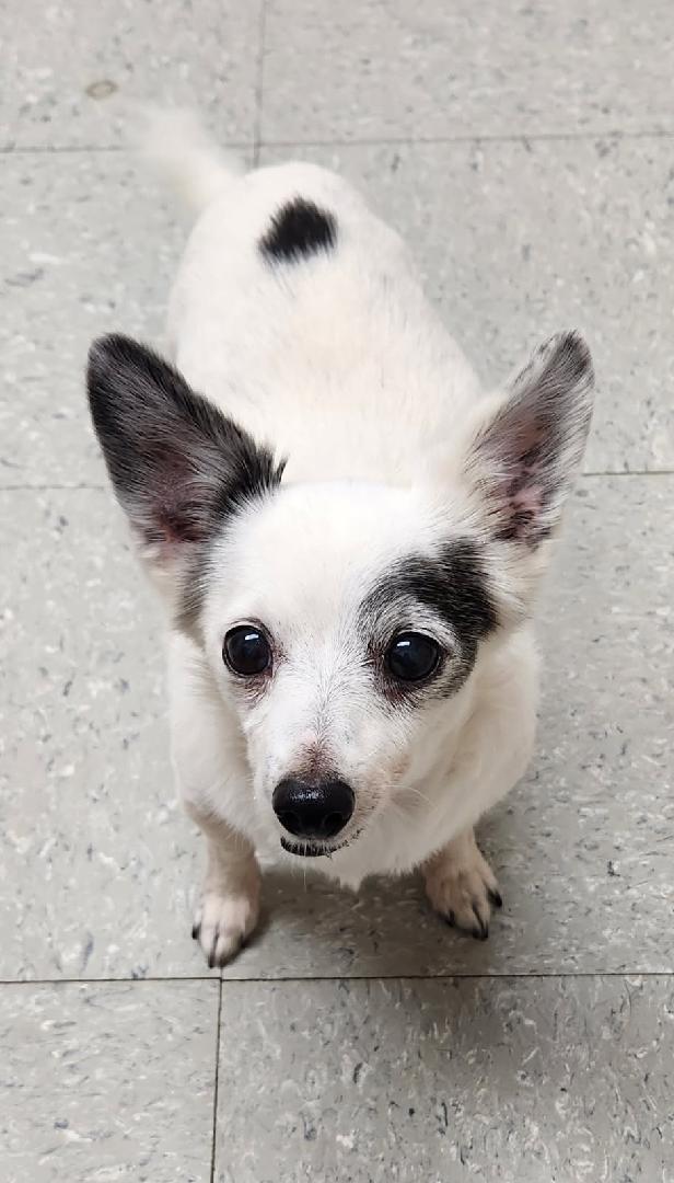 Gertie, Adoptable, Senior Female Chihuahua.