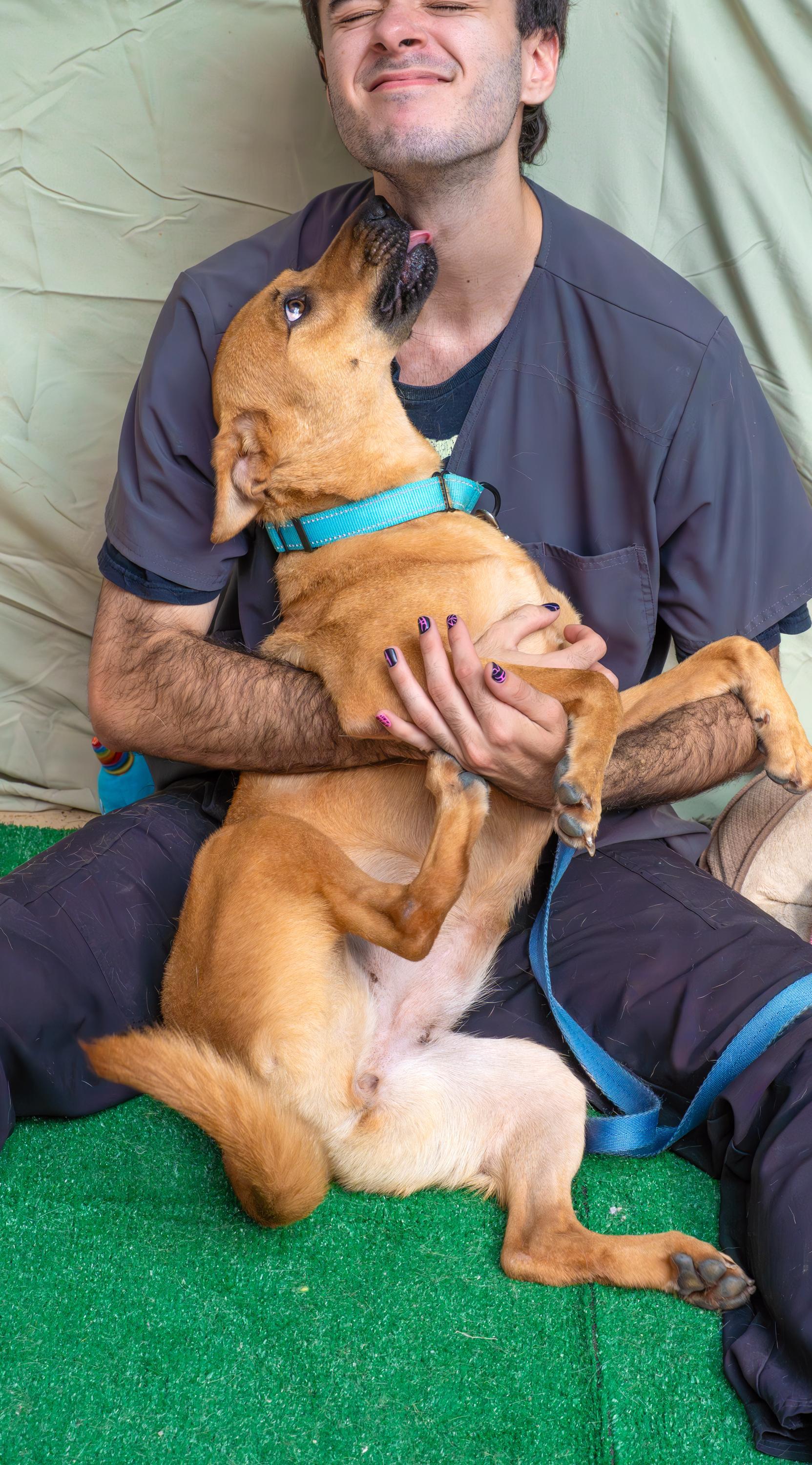 Enlarge Honey, a Adoptable mixed breed in Hammonton, NJ image 3/3