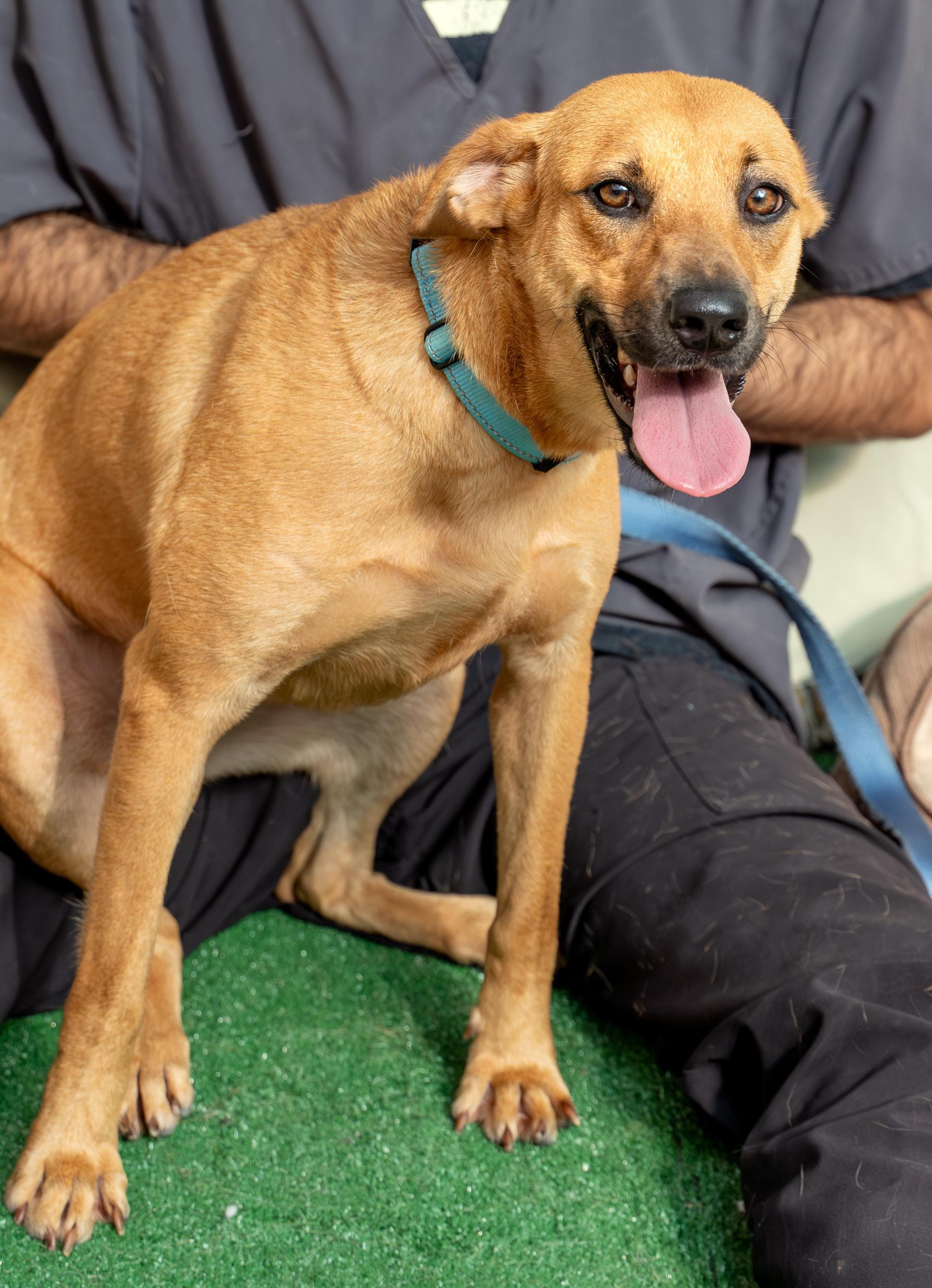 Enlarge Honey, a Adoptable mixed breed in Hammonton, NJ image 2/3