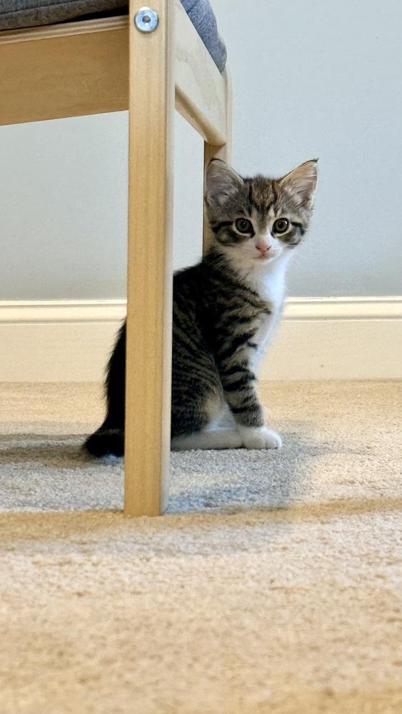 Lala, Adoptable, Kitten Female Domestic Short Hair & Tabby.