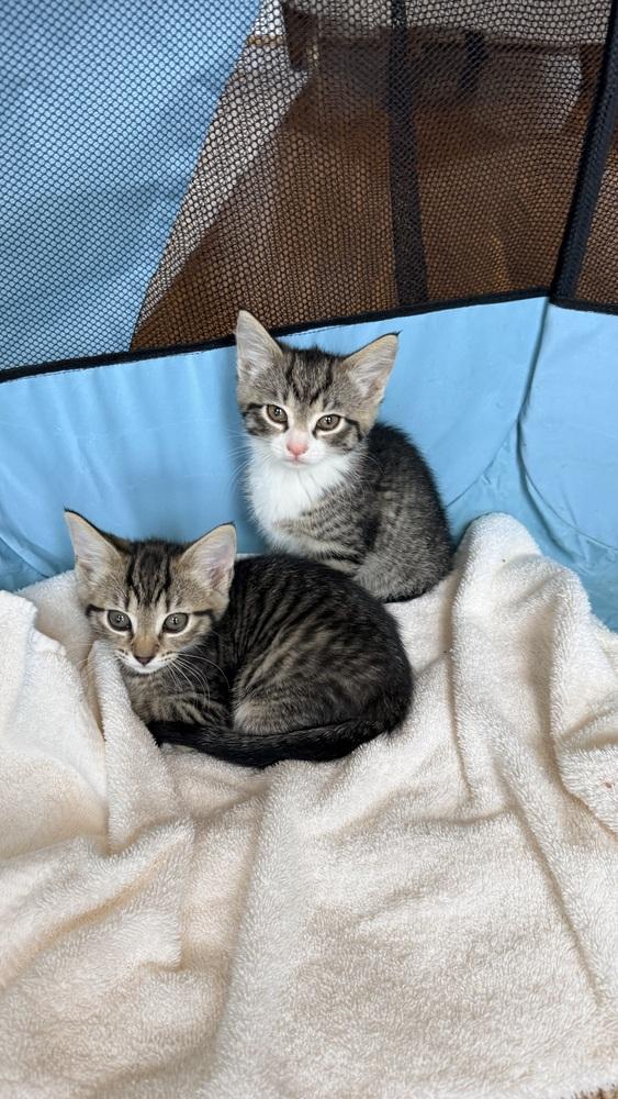 Lala, a Adoptable mixed breed in Henrico, VA image 2/6