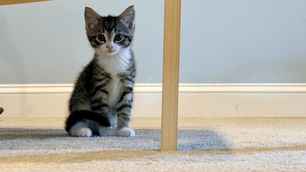 Lala, a Adoptable mixed breed in Henrico, VA image 3/6