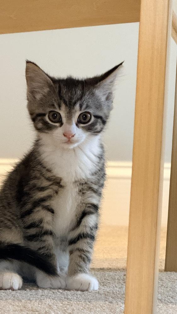 Lala, a Adoptable mixed breed in Henrico, VA image 4/6