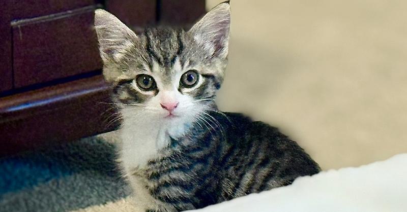 Lala, a Adoptable mixed breed in Henrico, VA image 5/6