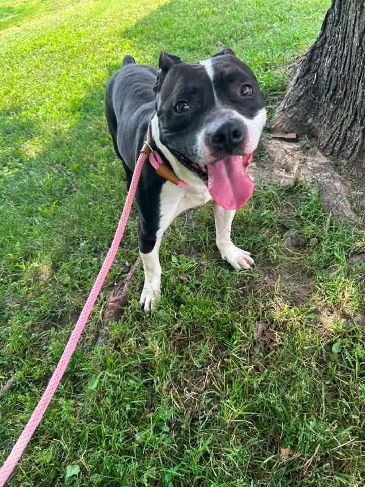 Enlarge Mykonos, a ADOPTABLE Pit Bull Terrier in Chicago, IL image 4/5