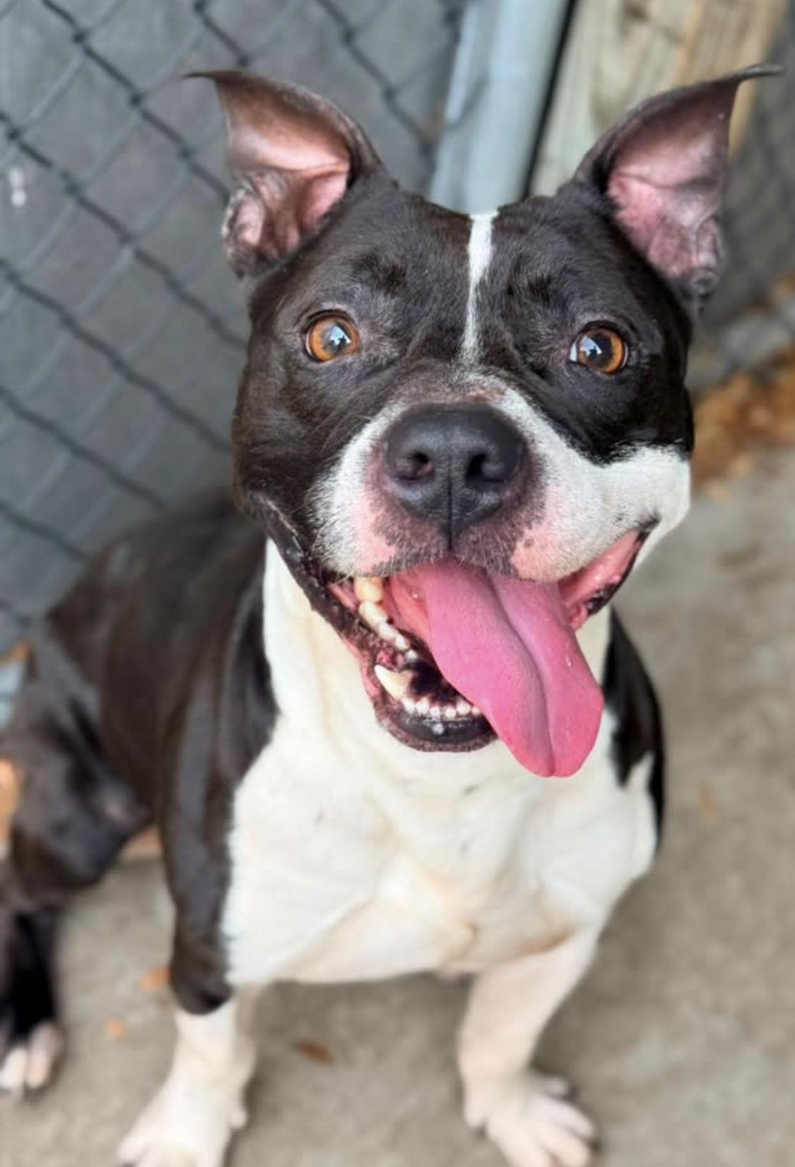 Enlarge Mykonos, a ADOPTABLE Pit Bull Terrier in Chicago, IL image 1/5