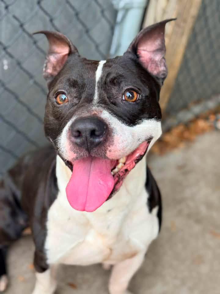 Enlarge Mykonos, a ADOPTABLE Pit Bull Terrier in Chicago, IL image 3/5
