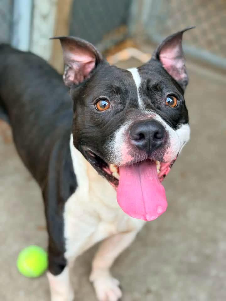 Enlarge Mykonos, a ADOPTABLE Pit Bull Terrier in Chicago, IL image 2/5