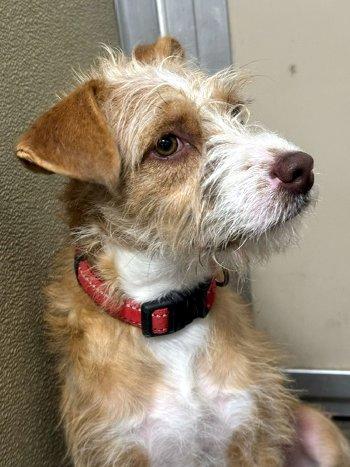 Enlarge Magnolia, a Adoptable mixed breed in Bedford Hills, NY image 3/3